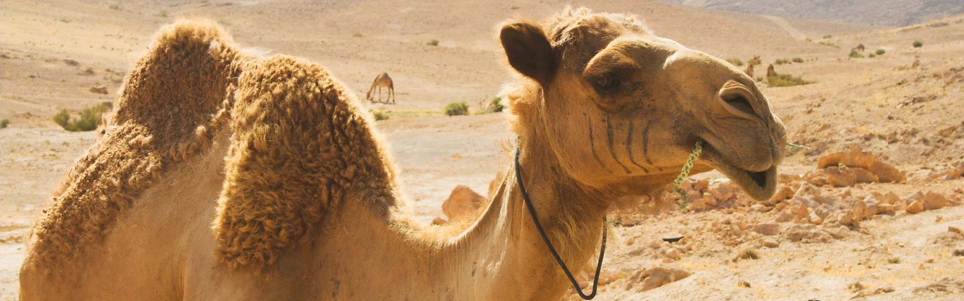 Desert Safari Dubai |  fun facts blog