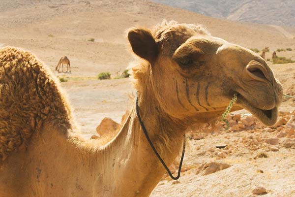 Desert Safari Dubai |  fun facts blog