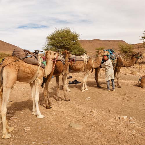 Desert safari in Dubai | Customized Private Desert Safari