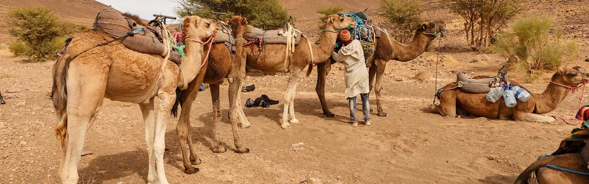 Desert safari in Dubai | Customized Private Desert Safari